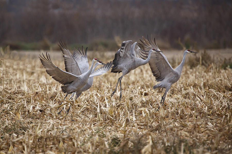 Cranes in the Corn Field Photograph by Gary Hall