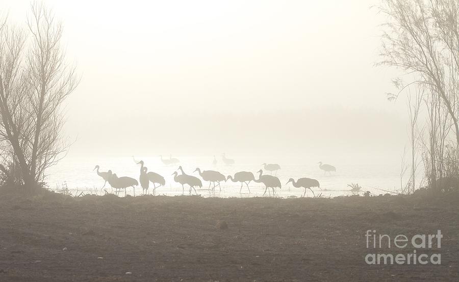 Cranes in the Mist Photograph by Ruth Jolly