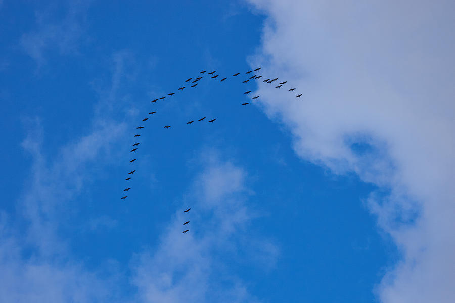 Cranes Photograph by Jouko Lehto