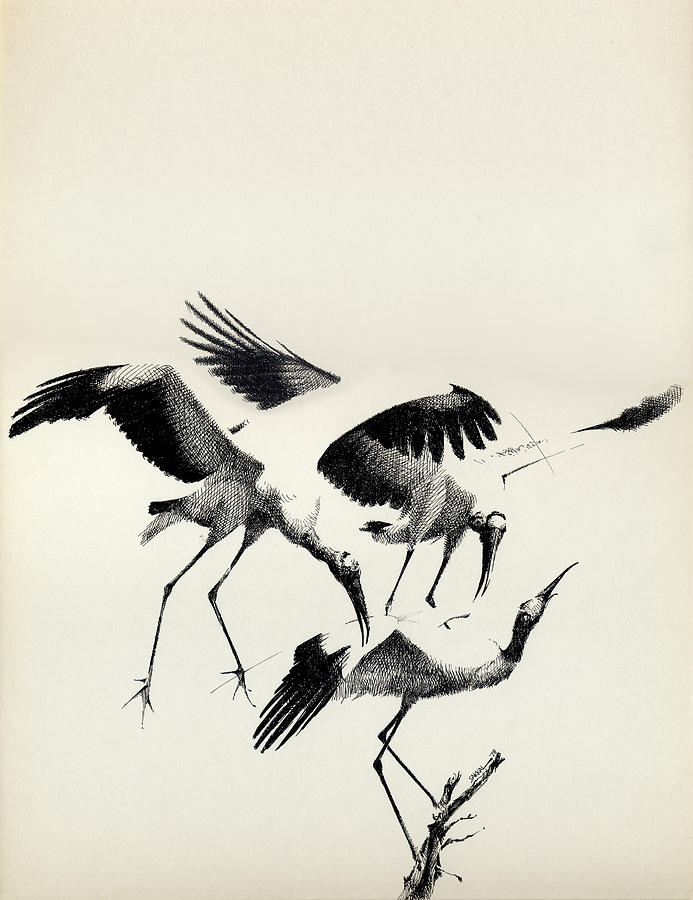 Cranes Drawing by Mamoun Sakkal