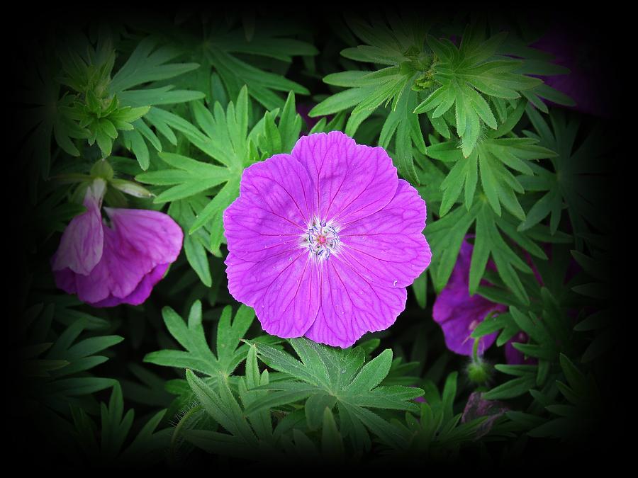 Cranesbill Bloom Photograph by MTBobbins Photography