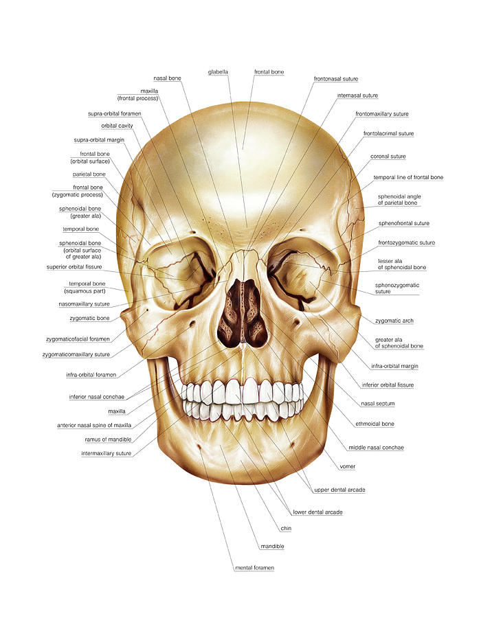 Cranium Photograph By Asklepios Medical Atlas Fine Art America 3273