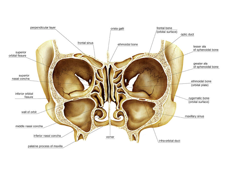 Cranium Sections Photograph by Asklepios Medical Atlas - Fine Art America