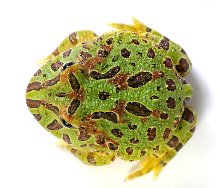 Nature Photograph - Cranwells Horned Frog by Francesco Tomasinelli