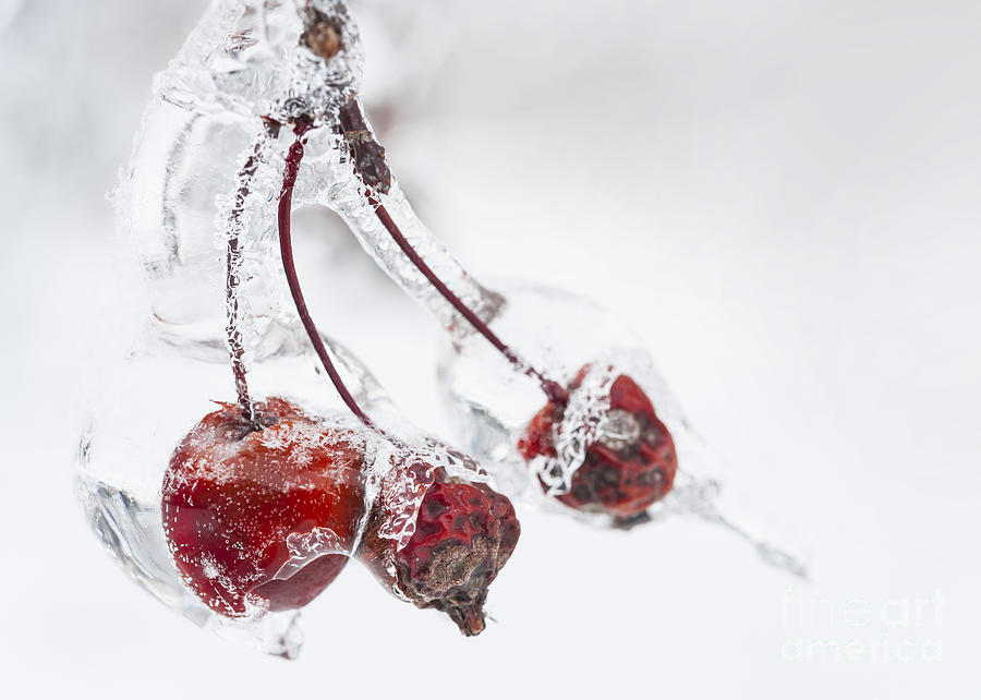 Apple Photograph - Crab apples in ice by Elena Elisseeva