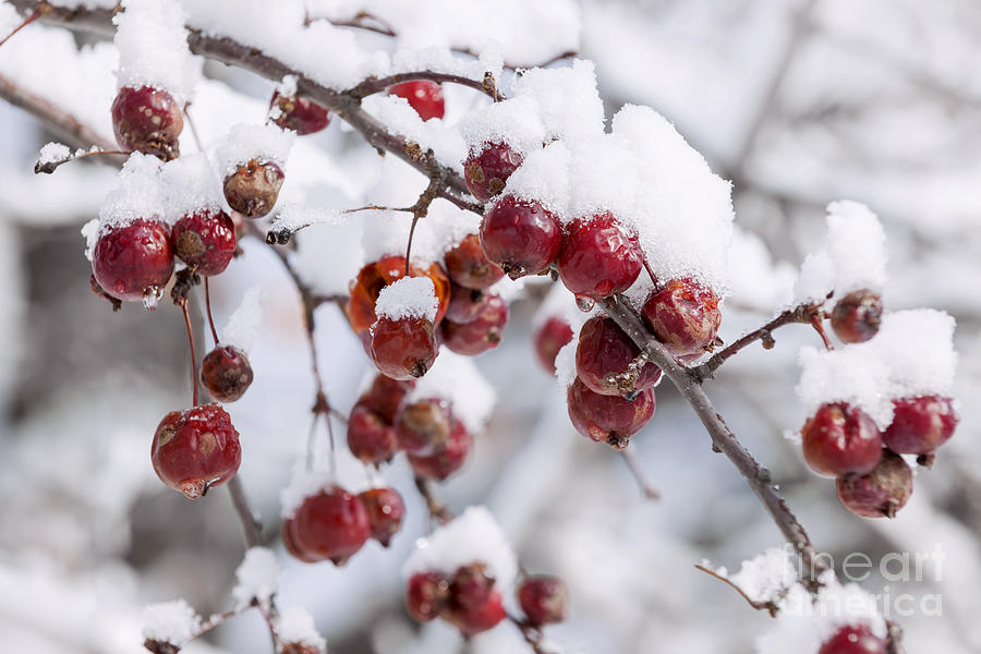 Crab apples on snowy branch 2 Photograph by Elena Elisseeva