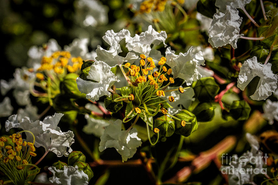 Crape Myrtle Blossoms and Flowers Photograph by Dave Bosse