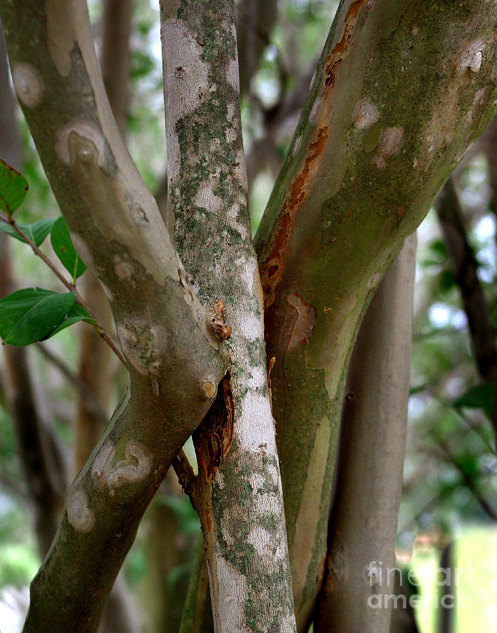 Crape Myrtle Branches Photograph by Peter Piatt