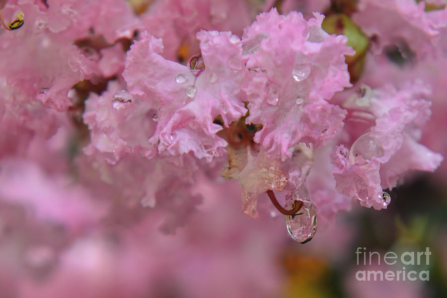 Crape Myrtle With Waterdrops Photograph by Olga Hamilton