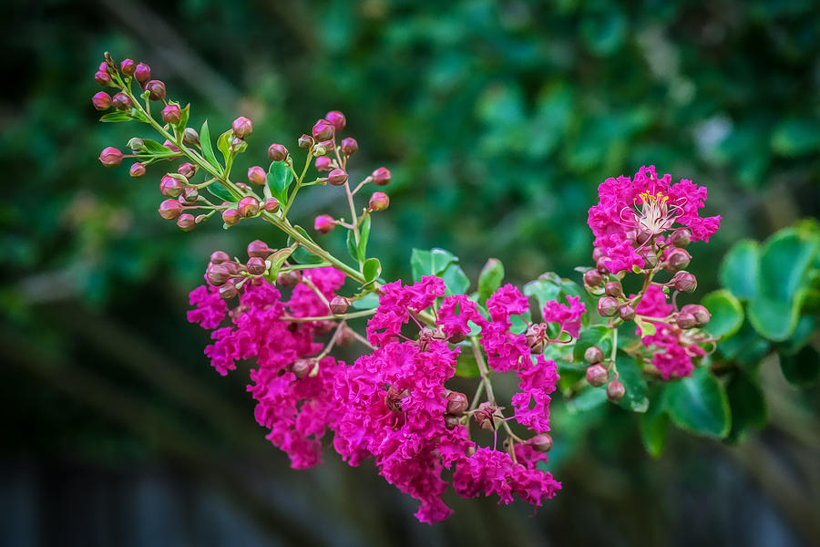 Crape Myrtles Tree Lagerstroemia Painted Photograph by Rich Franco ...