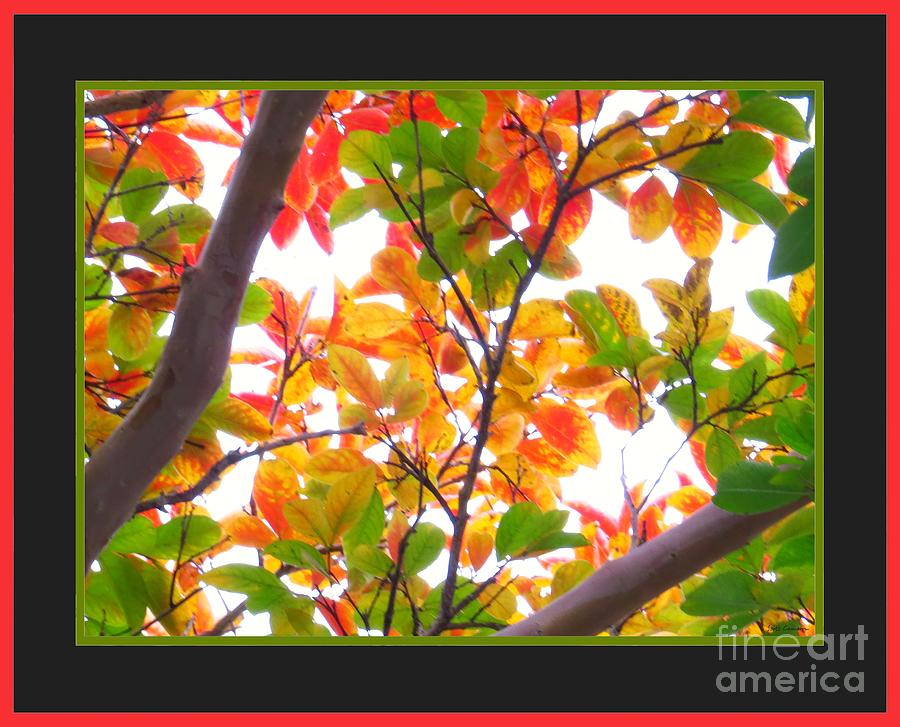 Crapemyrtle Fall Color V1 Photograph by Scott Cameron