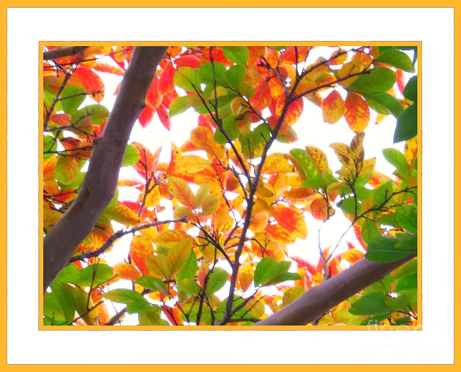 Crapemyrtle Fall Color V3 Photograph