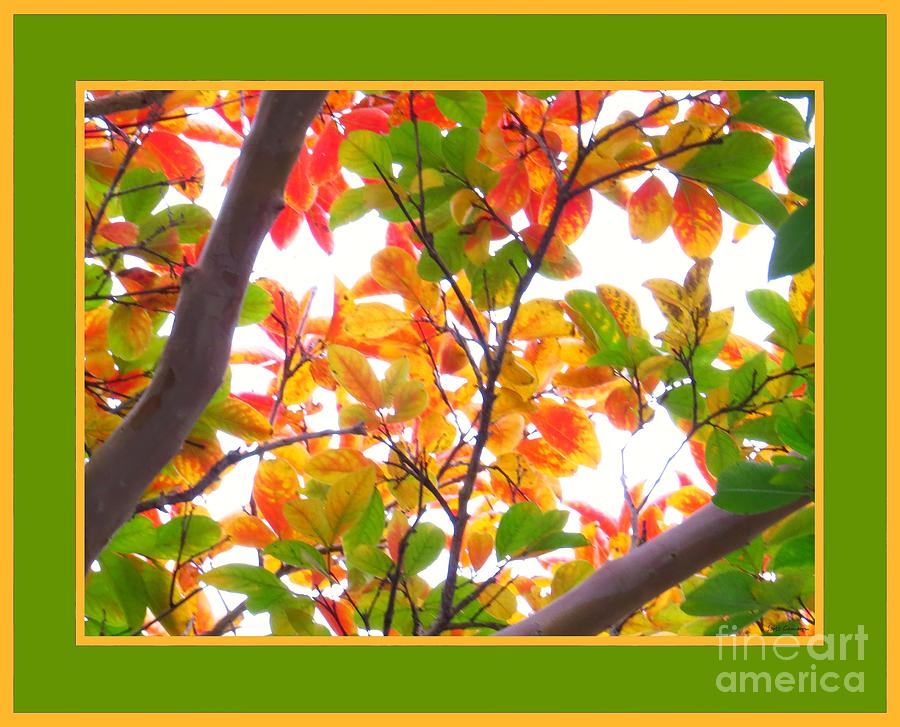 Crapemyrtle Fall Color V4 Photograph by Scott Cameron