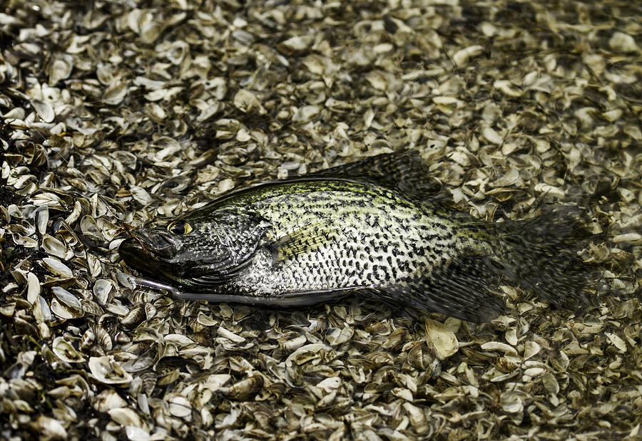 Crappie 1 Photograph by Thomas Young