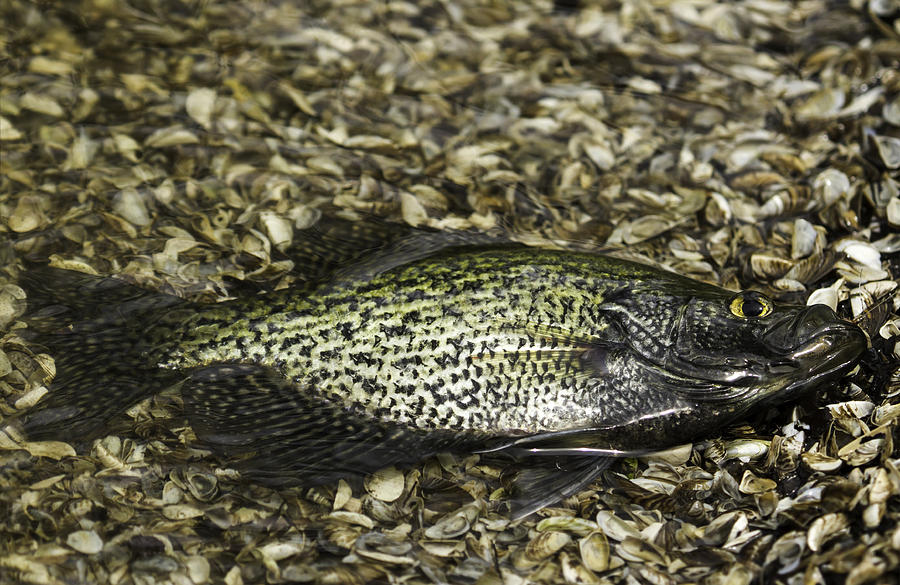 Crappie 2 Photograph by Thomas Young