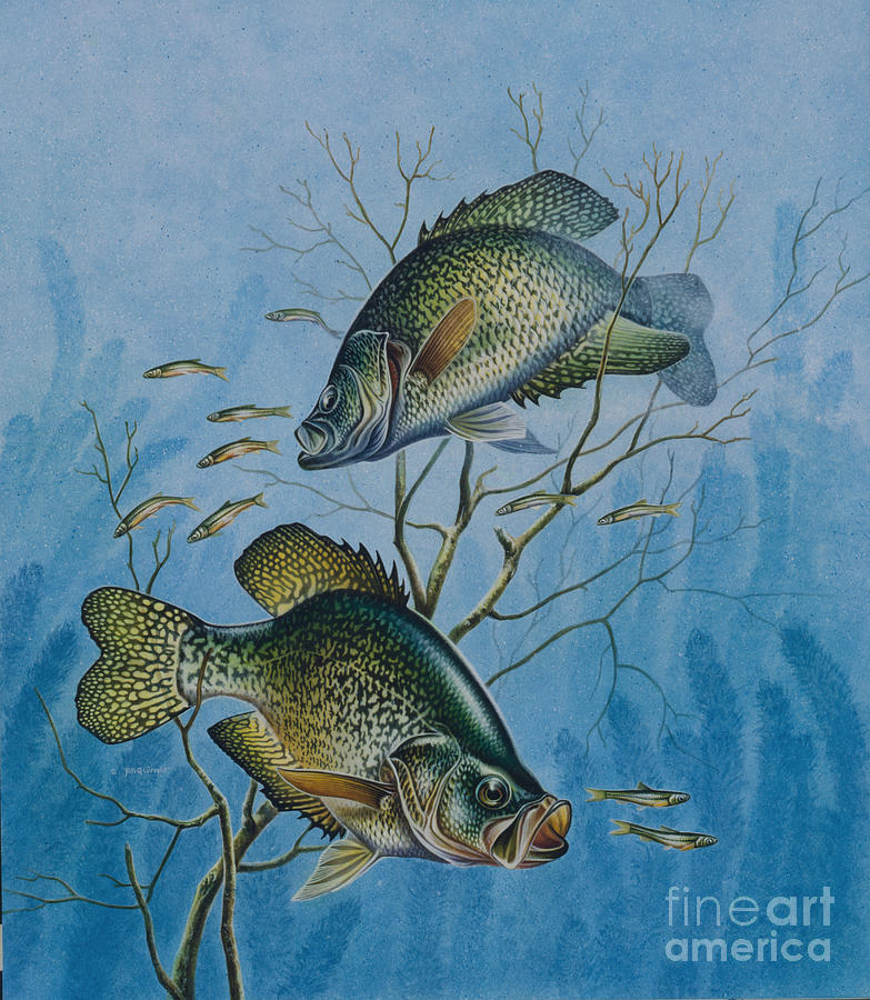 Crappie and  Painting by JQ Licensing