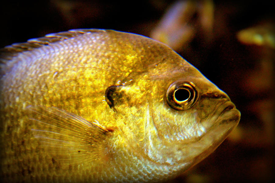 Crappie Photograph by Lynn Sprowl