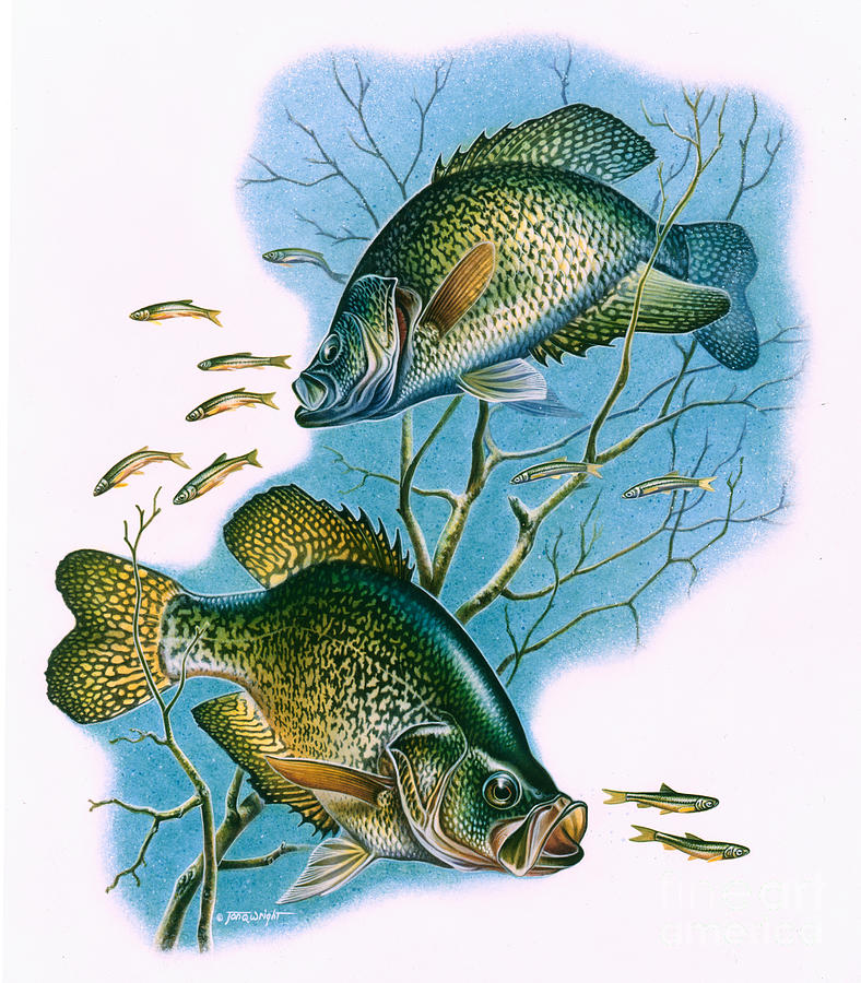 Crappie Vignette Painting by JQ Licensing