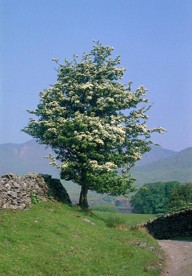 Crataegus Monogyna In Blossom. Photograph by W Broadhurst/science Photo Library Crataegus Monogyna In Blossom. Photograph by W Broadhurst/science Photo Library