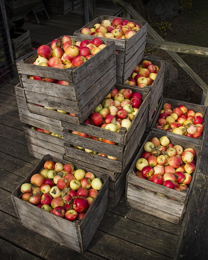 Crated Apples Photograph by Randall Nyhof