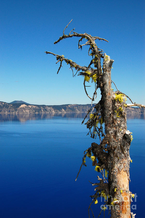 Crater Lake Lone Tree Photograph by Debra Thompson