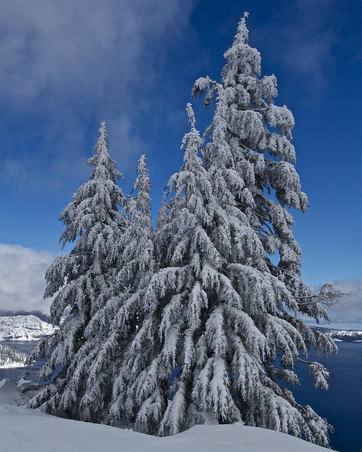 Crater Lake Trees  Photograph by Todd Kreuter
