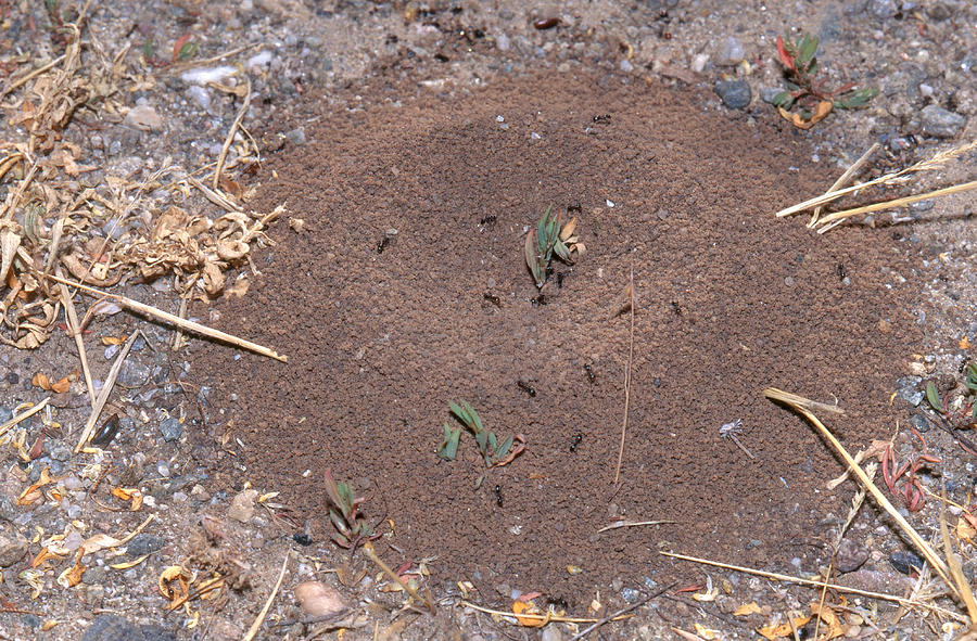 Crater Nest Ant Photograph by Robert J. Erwin