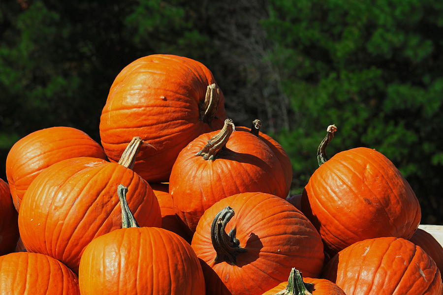 Pumpkin Photograph - Crates of Pumpkins 2 by Cathy Lindsey