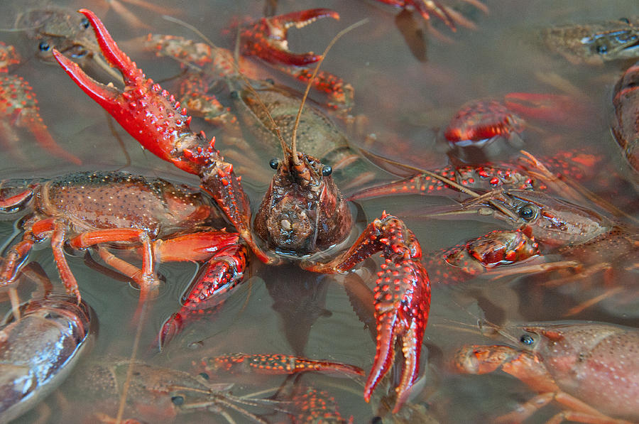 Crawfish Boil Galveston Style Photograph by John Black