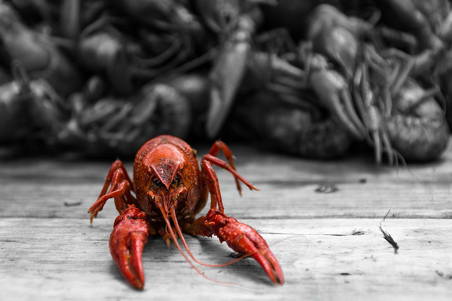 New Orleans Photograph - Crawfish With Attitude by Brad Monnerjahn