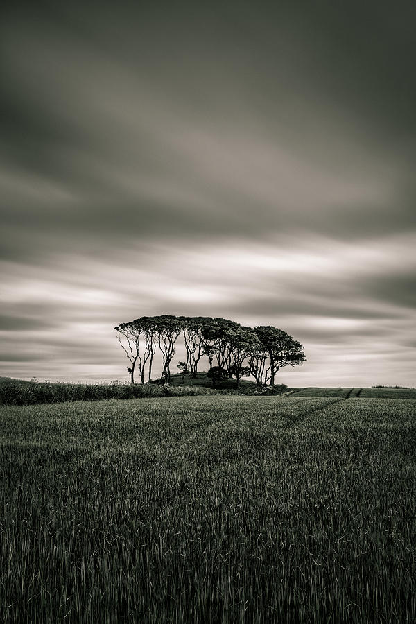 Tree Photograph - Crawton Copse by Dave Bowman