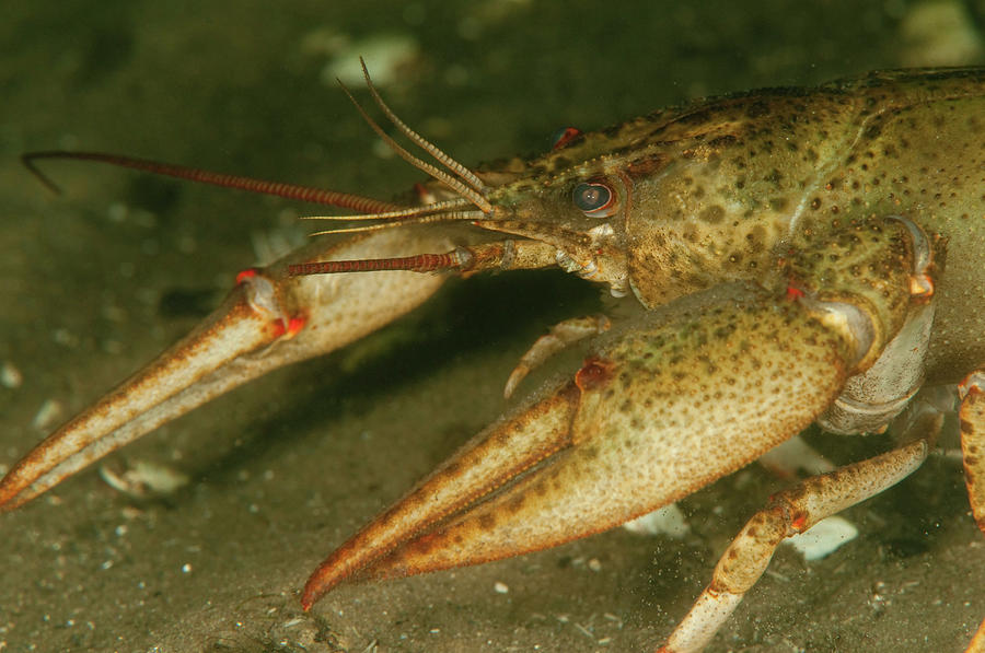 Crayfish, Astacus Leptodactylus Photograph by Morten Beier