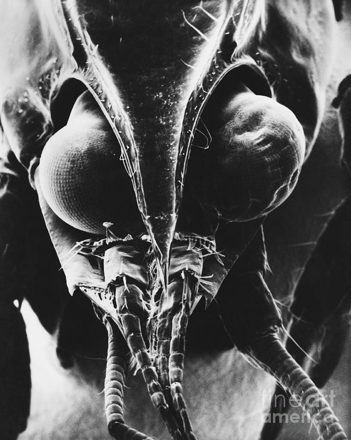 Crayfish Head Photograph by David M. Phillips