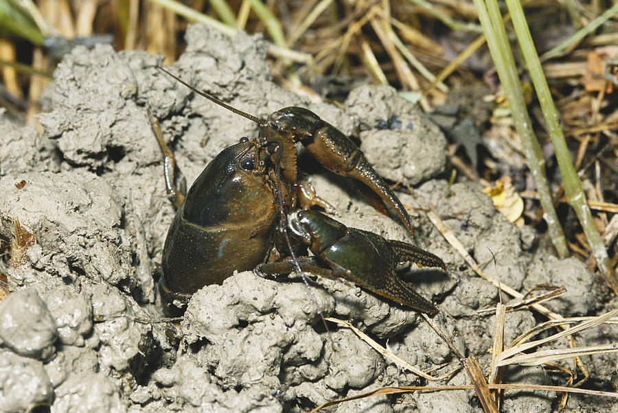 Crayfish In Chimney Photograph by John Mitchell