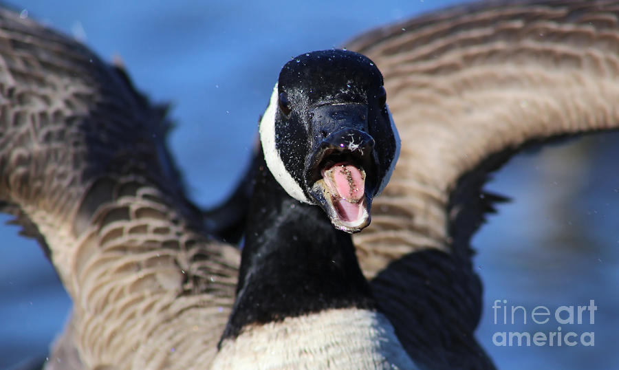 Crazy Canada Goose Photograph By Sue Harper - Pixels