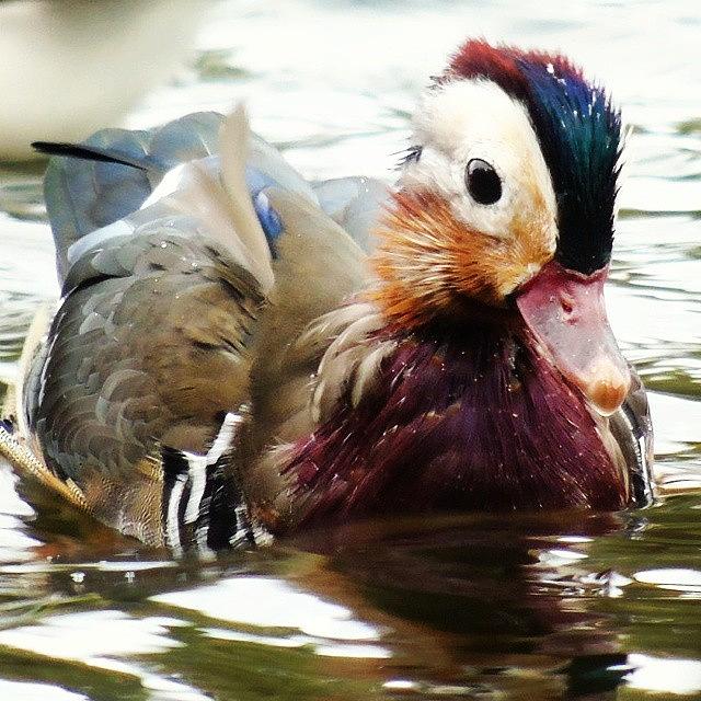 Duck Photograph - Mandarin Colour Fest by Kerry Palmer