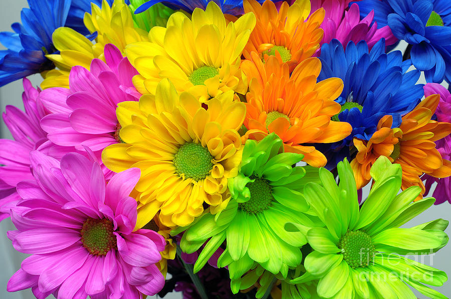 Colorful Crazy Daisies 1 Photograph by Andee Design