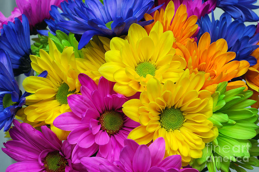 Colorful Crazy Daisies 2 Photograph by Andee Design