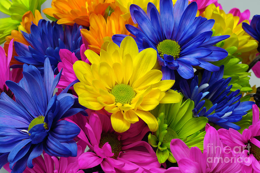 Colorful Crazy Daisies 3 Photograph by Andee Design