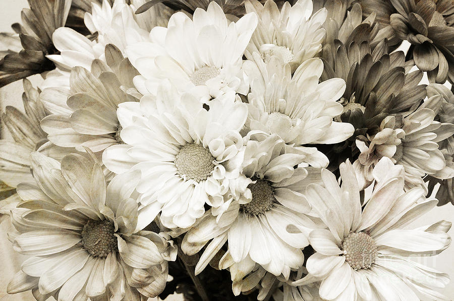 Crazy Daisies In Black And White Photograph by Andee Design