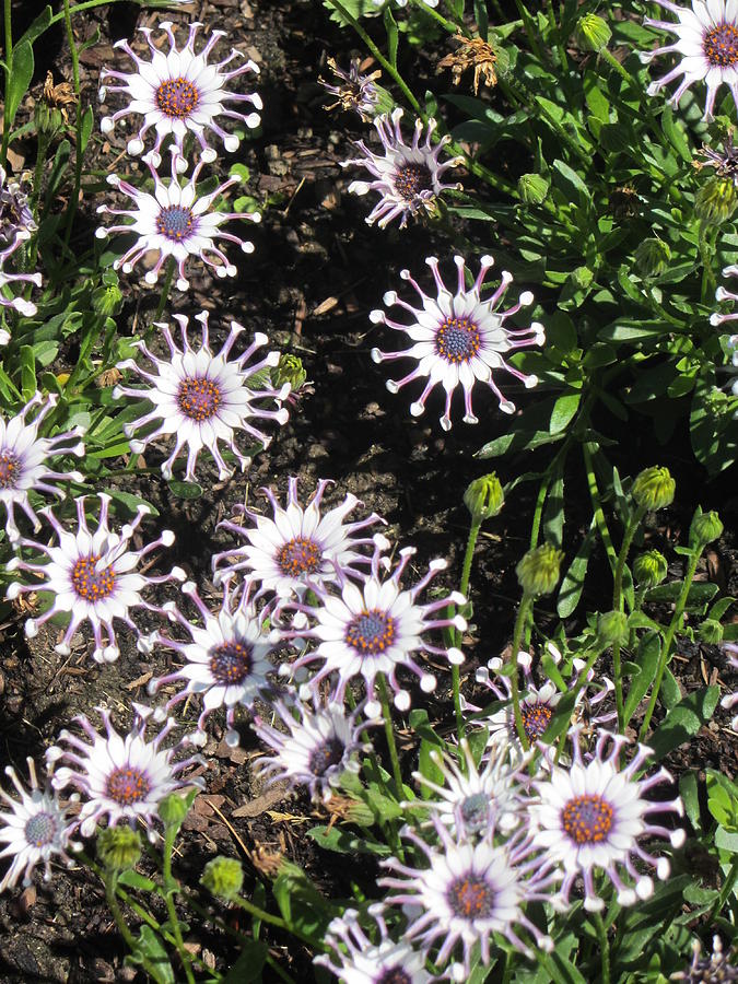 Crazy Daisies Photograph by Dody Rogers
