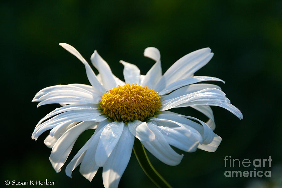 Crazy Daisy Photograph by Susan Herber