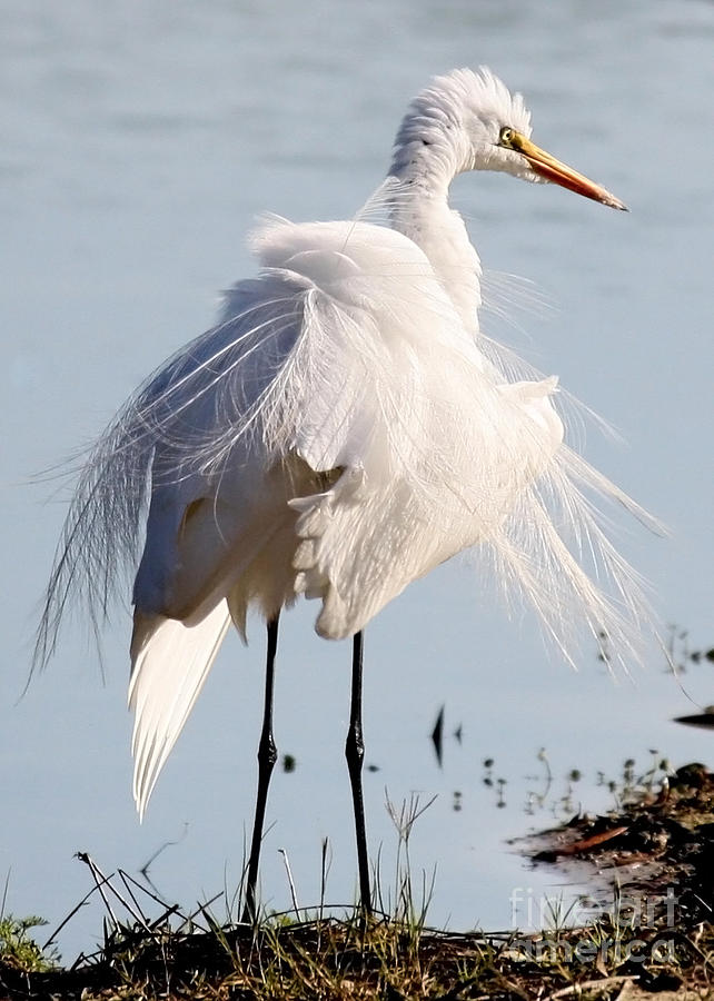 Crazy Egret Feathers Photograph by Carol Groenen - Fine Art America