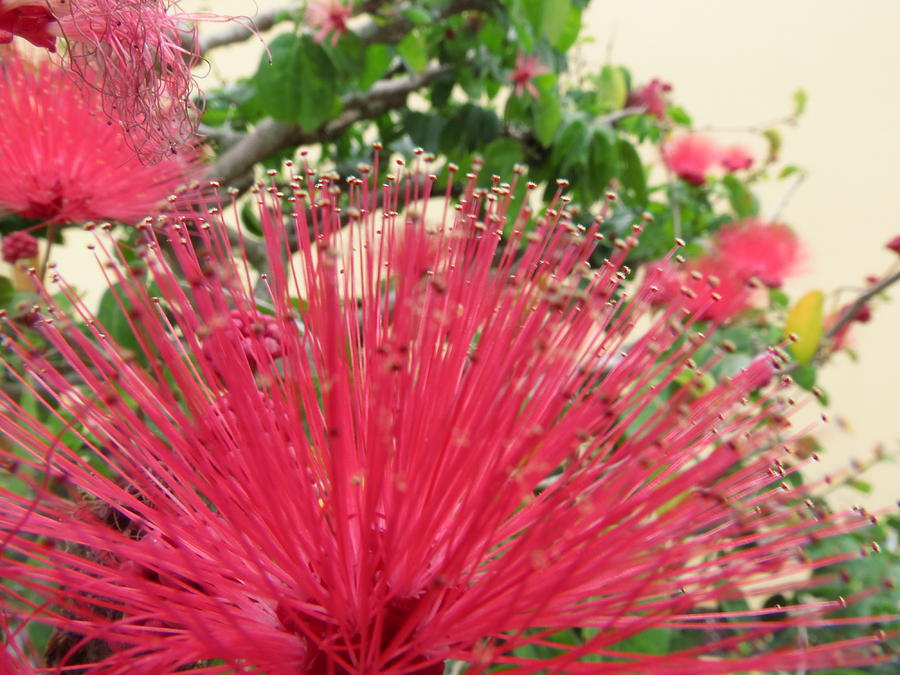 Crazy flower Photograph by Jeffrey Ferguson - Fine Art America