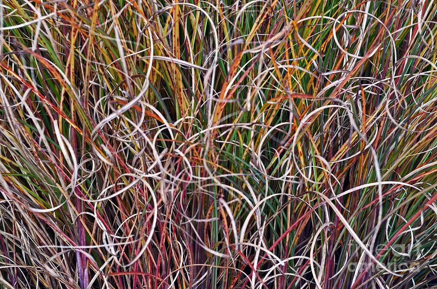 Crazy Grasses Photograph by Judy Wolinsky