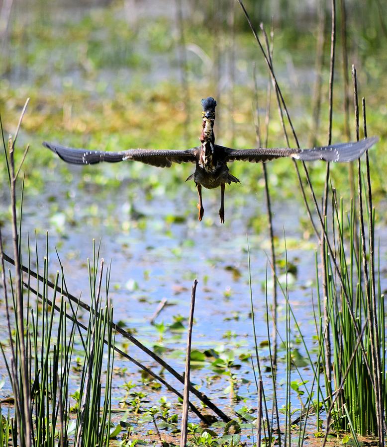 Crazy Green Heron 1 Photograph by Sheri McLeroy