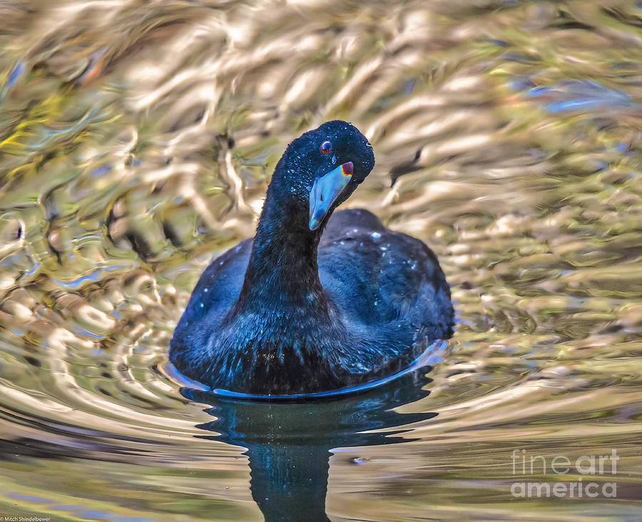 Crazy Old Coot Photograph by Mitch Shindelbower - Fine Art America