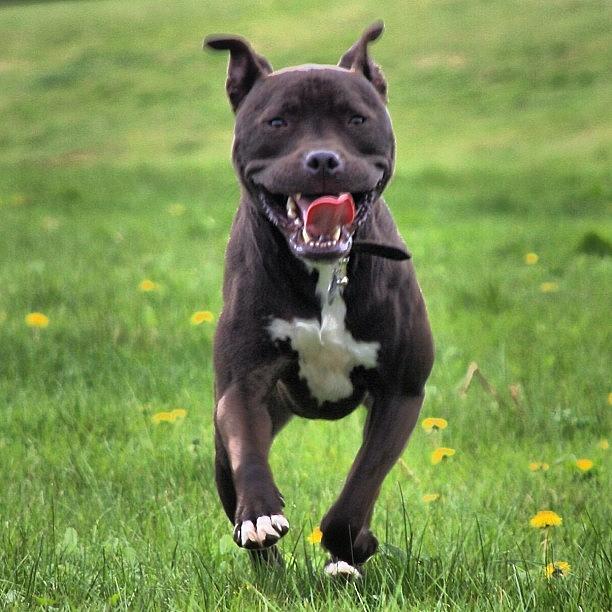 Nature Photograph - Crazy Oscar! 😍 #dog #pet #animal by Ady Griggs