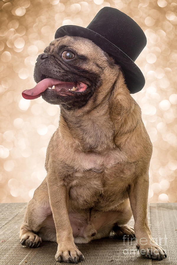 Christmas Photograph - Crazy Top Dog by Edward Fielding