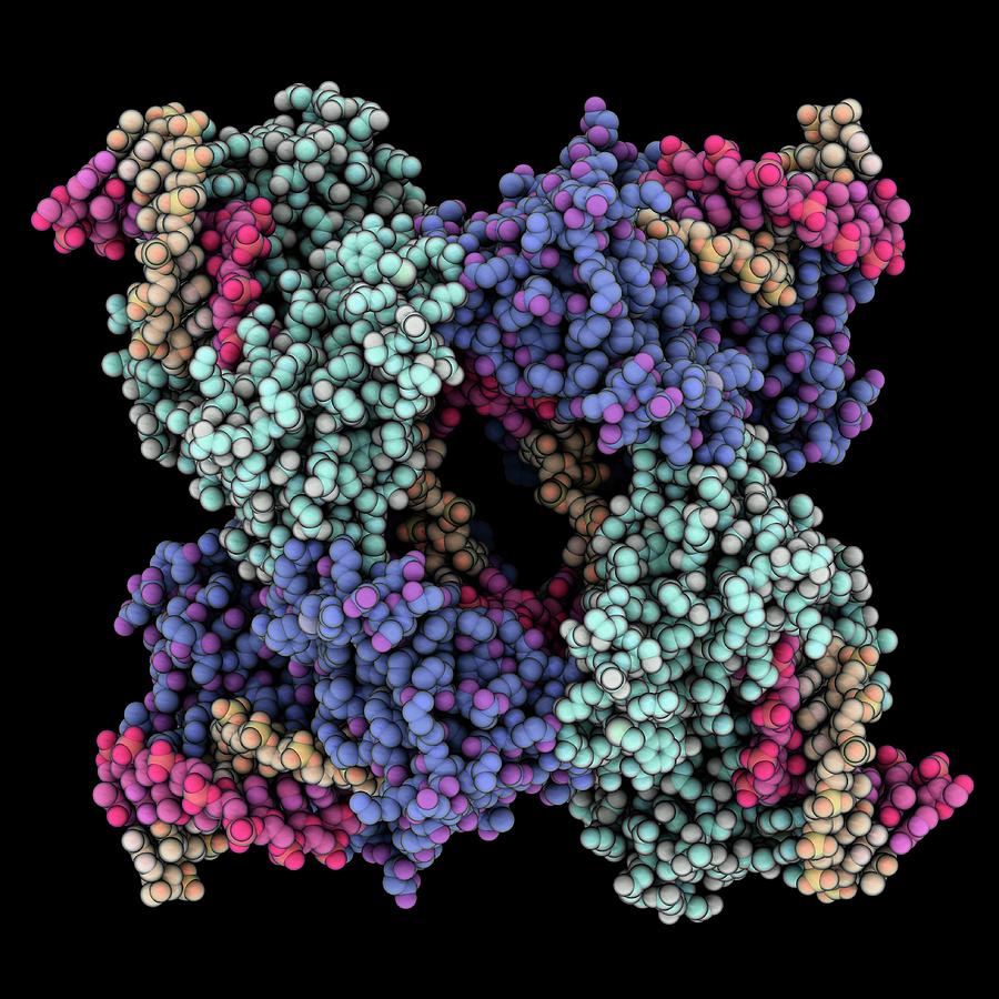 Biochemical Photograph - Cre Recombinase Holliday Junction Complex by Laguna Design/science Photo Library